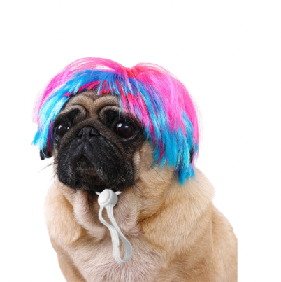 A pug dog wearing a bright pink and blue wig, with a white drawstring hanging from the collar, isolated on a solid white background.