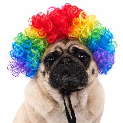 Pug wearing rainbow clown costume wig